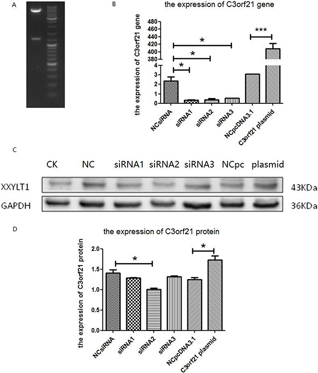 Confirmation of C3orf21 gene expression manipulation.