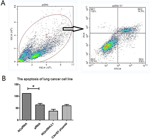 C3orf21 gene ablation inhibits cell apoptosis.