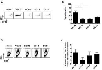 Intranodal delivery of targeted LVs encoding ovalbumin results in stimulation of ovalbumin-specific CD8