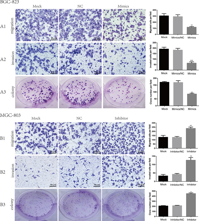 The role of miR-509-3-5P in the migration, invasion and clonogenicity of BGC823, MGC803.