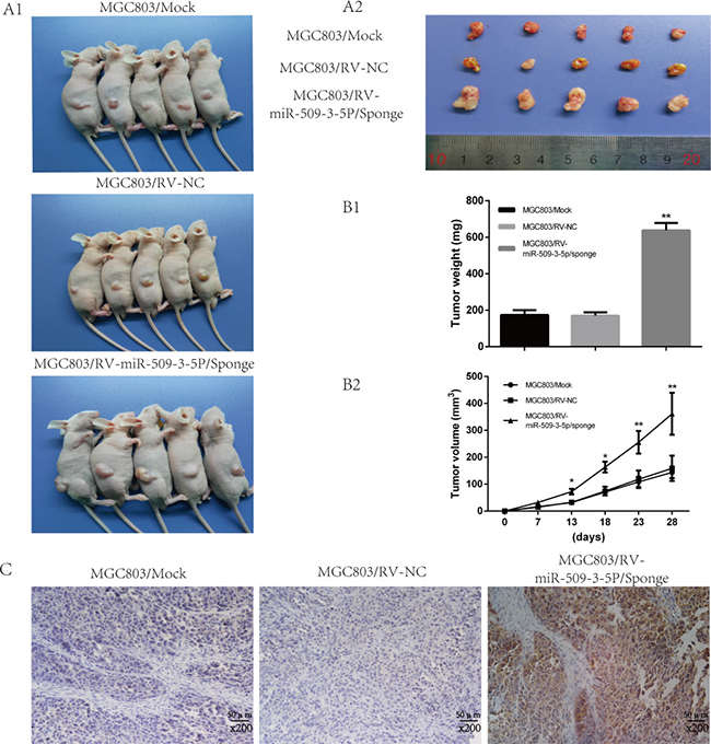 Sponged miR-09-3-5P expression promoted tumorigenicity in vivo.