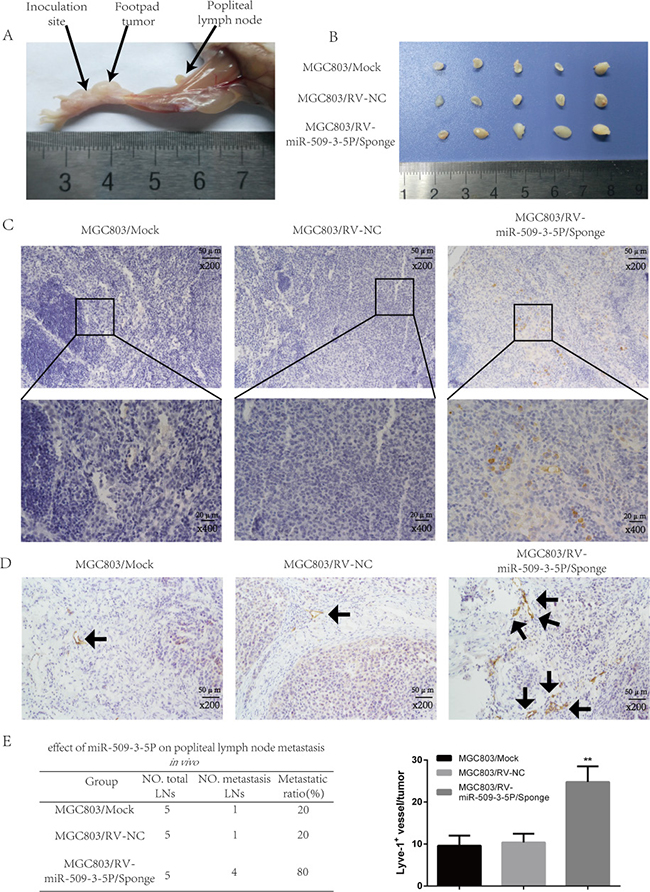 Sponged miR-09-3-5P expression promoted lymph node metastasis in vivo.