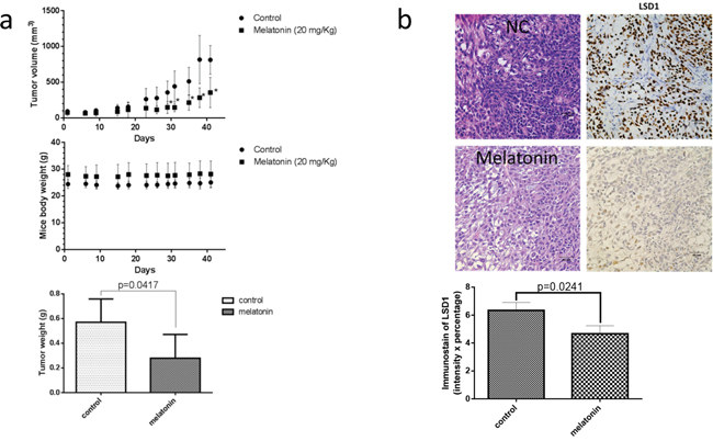 Melatonin inhibited oral cancer growth in SCC25 xenograft.