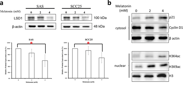 Melatonin repressed LSD1 expression in oral cancer cells.