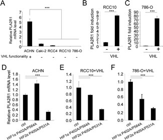 VHL regulates PLA2R1 expression in RCC-derived cells.