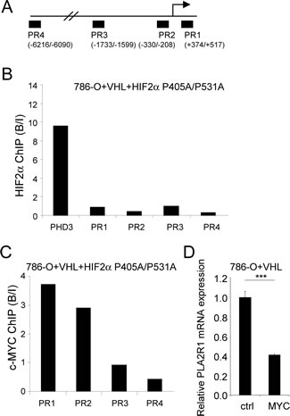 An HIF2&#x3b1;-MYC pathway represses PLA2R1 expression.