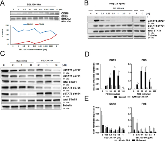 SEL120-34A inhibits phosphorylation of STAT1 S727 and STAT5 S726 and mitogen induced expression of immediate early response genes.