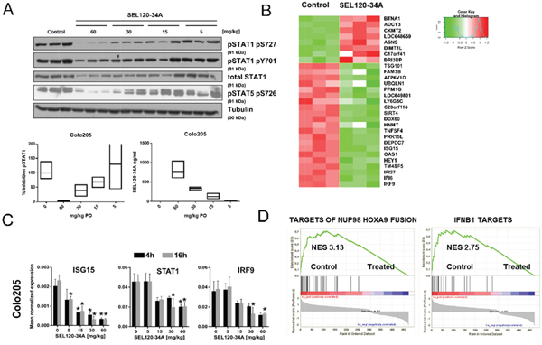 Xenografts transcriptome profiling reveals alteration in IFN- responsive genes upon SEL120-34A treatment in vivo.