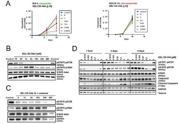 Efficacy of SEL120-34A in responder AML cells lines coincides with the inhibition of STAT5 S726.