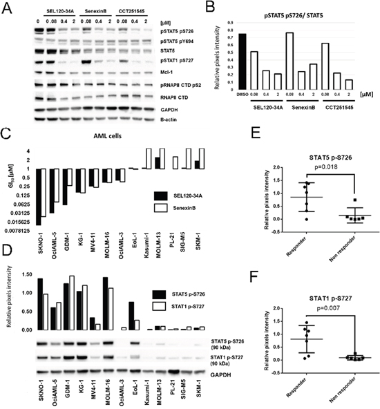 Treatment with CDK8 inhibitors results in differential activity on AML cell lines positive for phosphorylated STAT5 S726 and STAT1 S727.