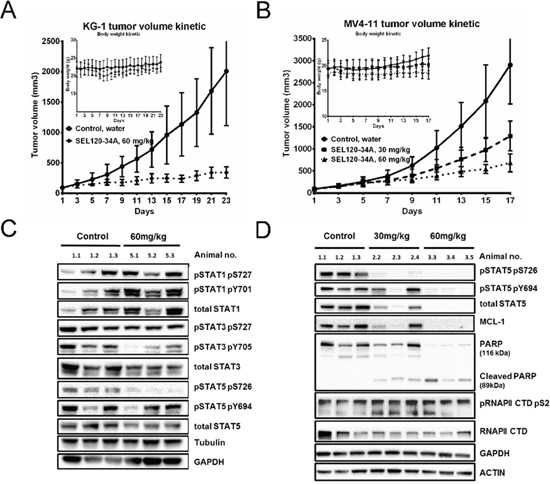SEL120-34A inhibits growth of AML tumors in a dose- dependent manner.