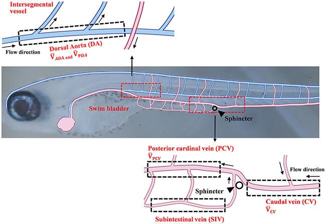 Schematics of the vascular network of a 10 dpf zebrafish.