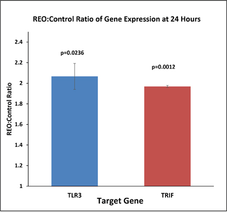 The cDNA was prepared from 500ng of total RNA extracted from reovirus treated (5MOI) and control HCT116 cells at 24 hours.