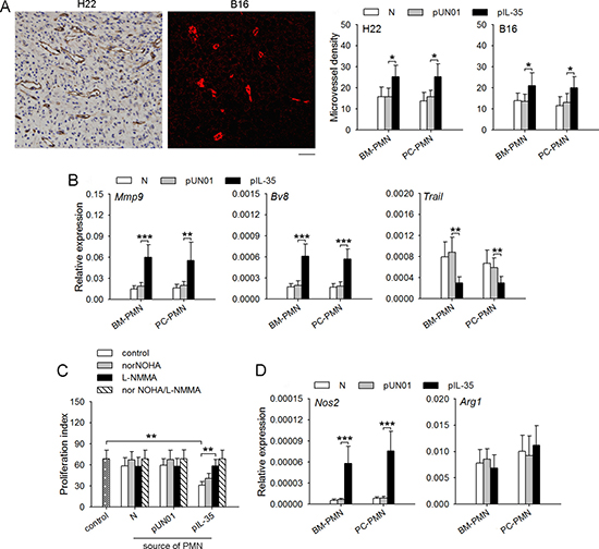 IL-35 augments proangiogenic and immunosuppressive function of neutrophils in vivo.