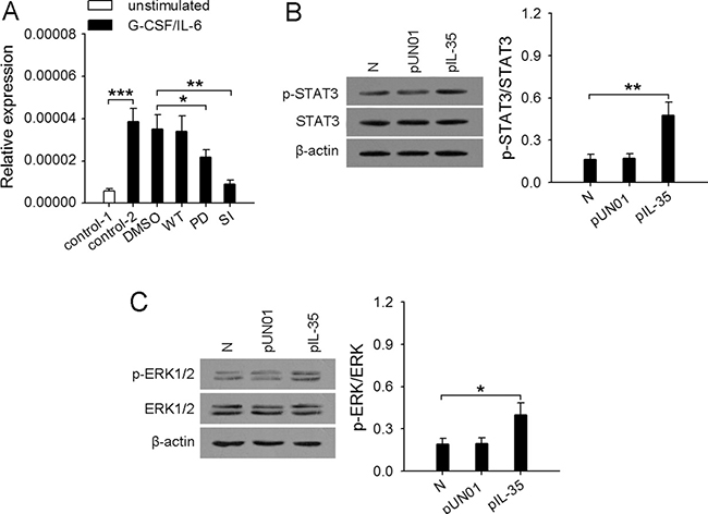 Enhanced activation of STAT3 and ERK pathways in neutrophils is required for the upregulation of iNOS.