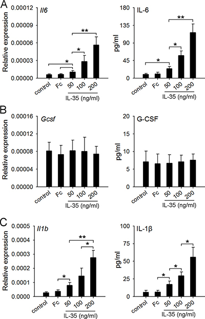 IL-35 stimulates macrophages to produce IL-6 but not G-CSF.