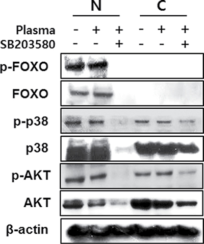 MC3T3-E1 cells were treated with NBP and SB203580 and separated nucleus and cytosol fraction after harvested the protein.