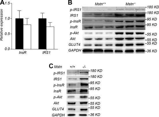 Activation of insulin signaling pathway by myostatin deficiency in skeletal muscle.