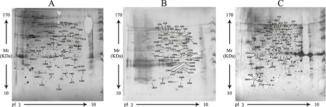 Western blot analysis of the sporozoite 2DE gels of E. tenella, E. acervulina and E. maxima with anti-E. tenella, anti-E. acervulina and anti-E. maxima sera.