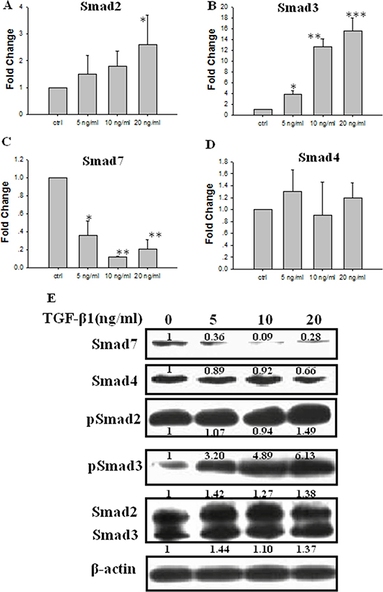Effect of TGF-&#x03B2;1 on the expression of Smads in JEG-3 cells.