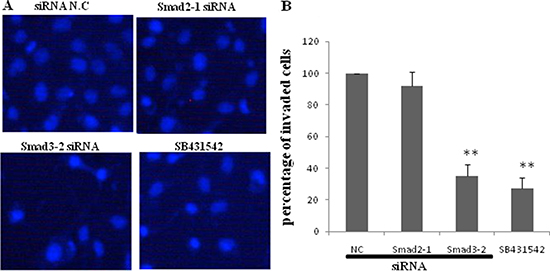 Effect of blockage of TGF-&#x03B2;1/Smads signal pathway on invasion of JEG-3.