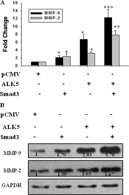 Effect of activation of TGF-&#x03B2;/Smad3 signal pathway on expression of MMP-9 and MMP-2.