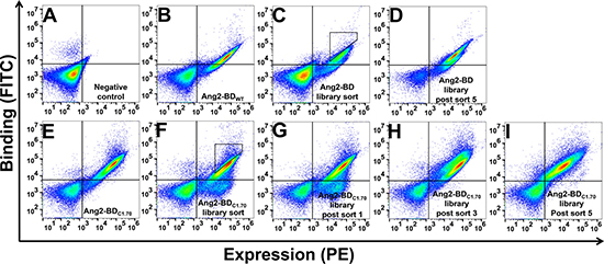 Screening of first- and second-generation Ang2-BD libraries against soluble Tie2.