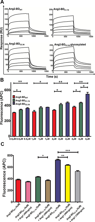 Binding of Ang2-BD variants to recombinant and cell-expressed human Tie2.