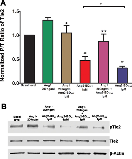 Inhibition of Tie2 phosphorylation by Ang2-BD variants.