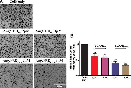 Inhibition of endothelial cells invasiveness by Ang2-BD variants.