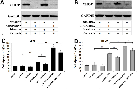 Curcumin alone or combined with irinotecan induces cell apoptosis through ER stress-mediated CHOP expression in human CRC cell lines.