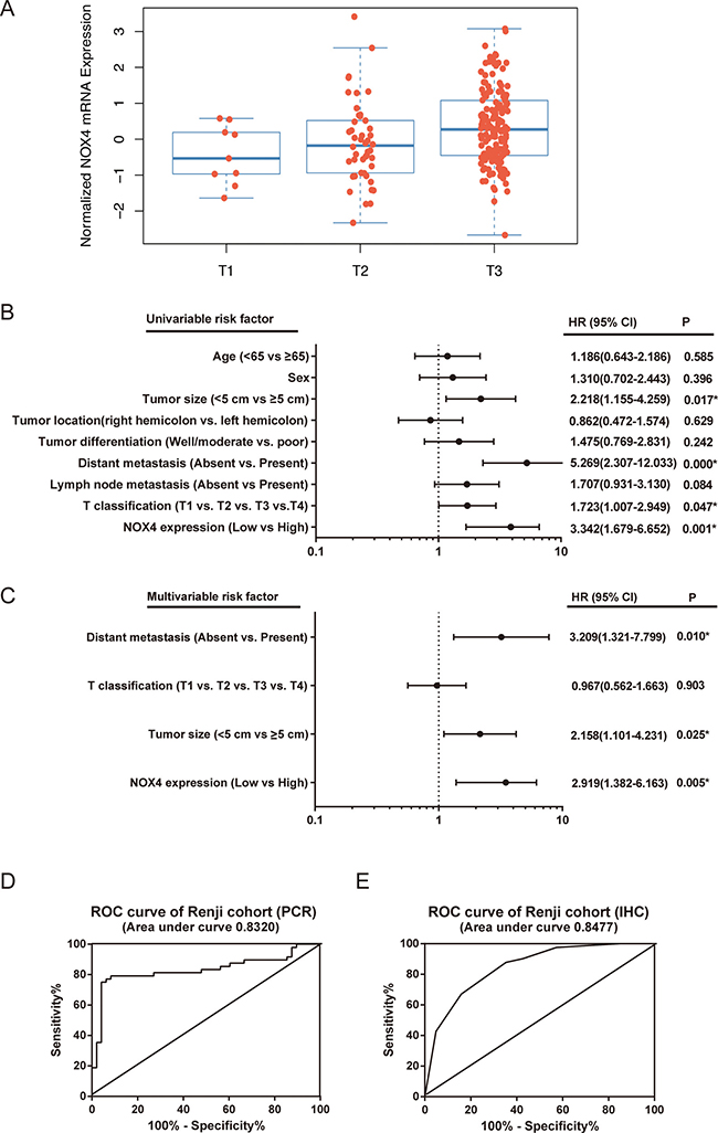 The potential value of NOX4 expression in predicting CRC patient prognosis.