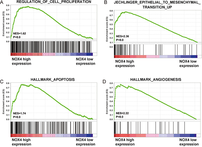 Biological functions of NOX4 in CRC.