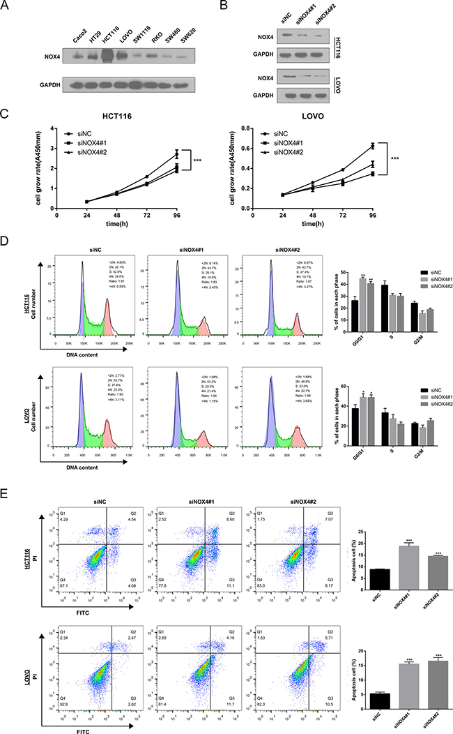 Knockdown of NOX4 inhibits the growth of CRC cell.