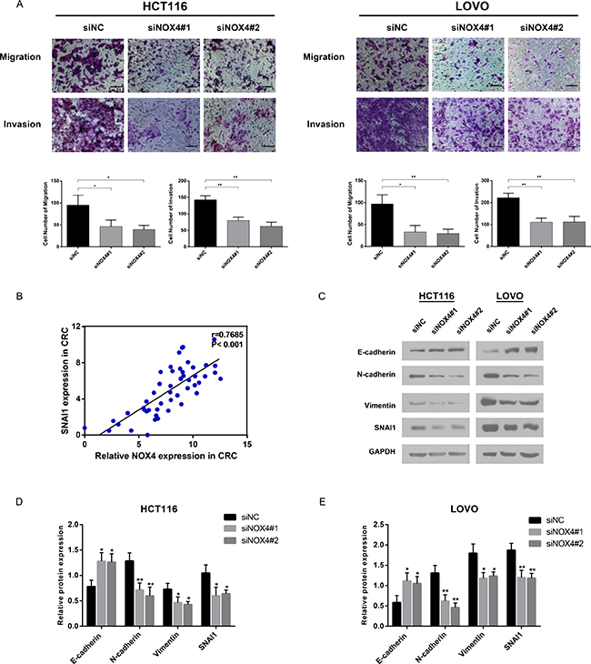 NOX4 promotes tumor invasion and metastasis in vitro by inducing EMT.