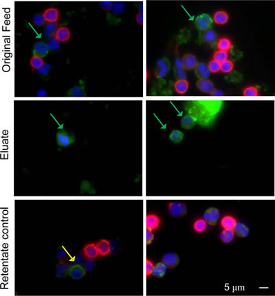 Negative selection method increases frequency of CMCs in the depleted blood cell fractions.