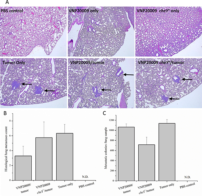 All 4T1-tumor bearing animals developed pulmonary metastases.