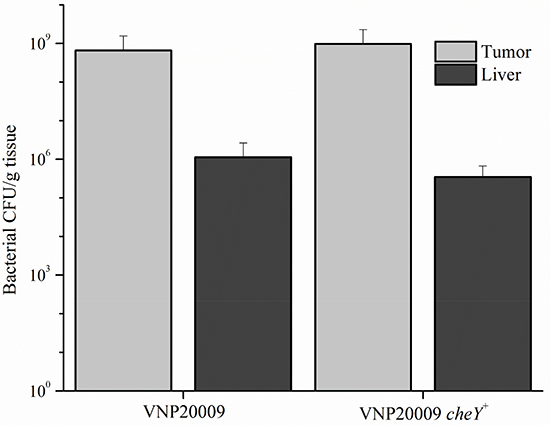 Bacterial colonization of tumor and liver tissue.