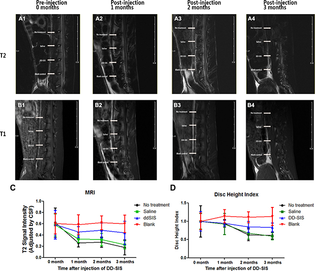 DD-SIS prevents disc degeneration in vivo.