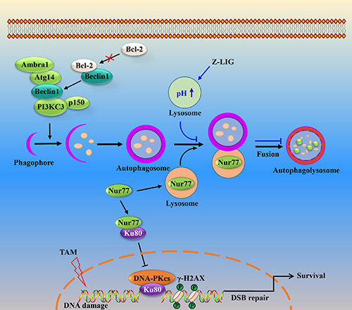 Schematic illustration of Z-LIG inhibiting autophagic flux and sensitizing TAM-resistant breast cancer cells to cell death.