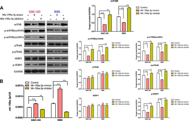 MiR-199a-3p could inhibit the mTOR signaling pathway.