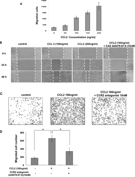 CCR2 antagonist inhibited CCL2-mediated A549 cell migration in vitro.