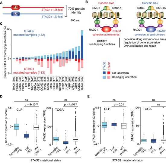 Evidence of functional compensation between STAG1 and STAG2.