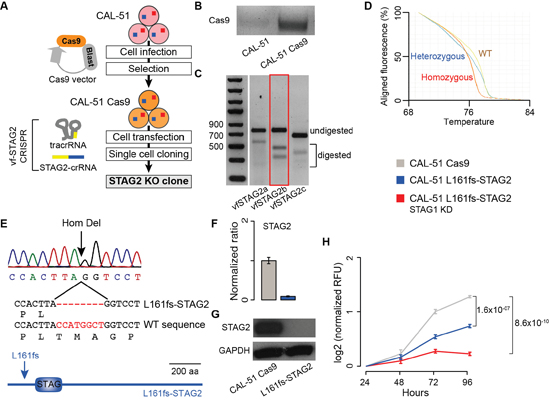Synthetic lethality between STAG1 and STAG2 in stably edited STAG2 cells.