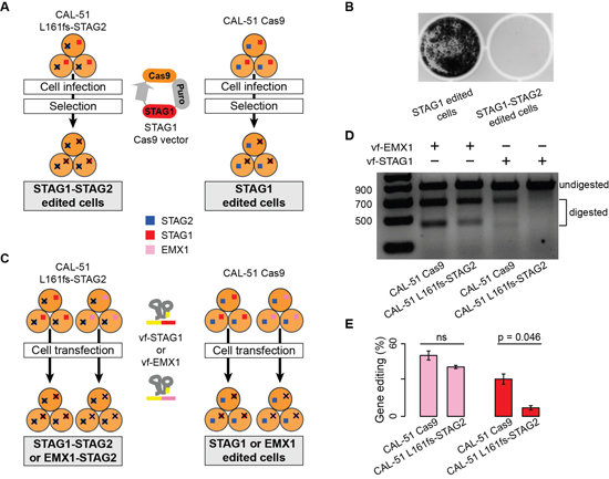 Synthetic lethality between STAG1 and STAG2 via double gene editing.
