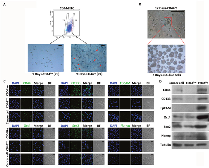 Isolation and characterization of CSC-like cells from MKN45 cells.
