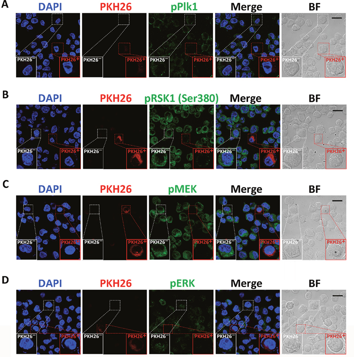 Analysis of the activities of Plk1, MEK, ERK, and RSK1 in quiescent CSC-like cells.
