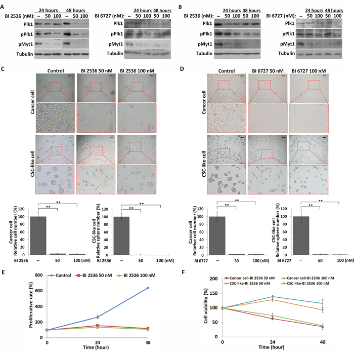 Inhibition of Plk1 induces quiescence in CSC-like cells, but apoptosis in cancer cells.