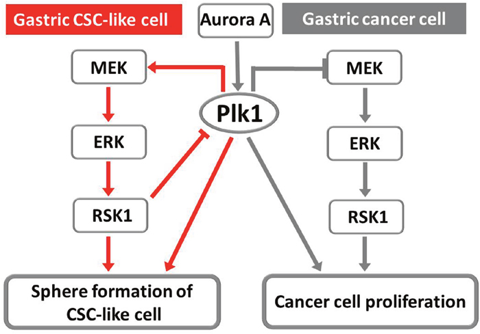 Two tentative models of the involvement of Plk1 and RSK1 in the regulation of sphere formation by gastric CSC-like cells and in the proliferation of cancer cells.