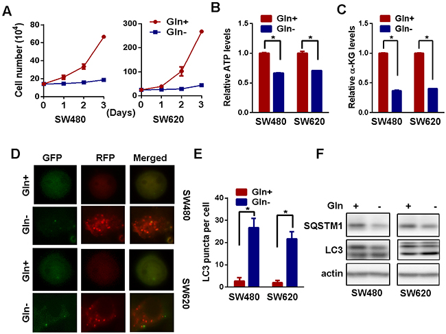 Glutamine starvation activates autophagy.